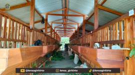 Bantuan 81 Ekor Kambing BKK Dana Keistimewaan DIY